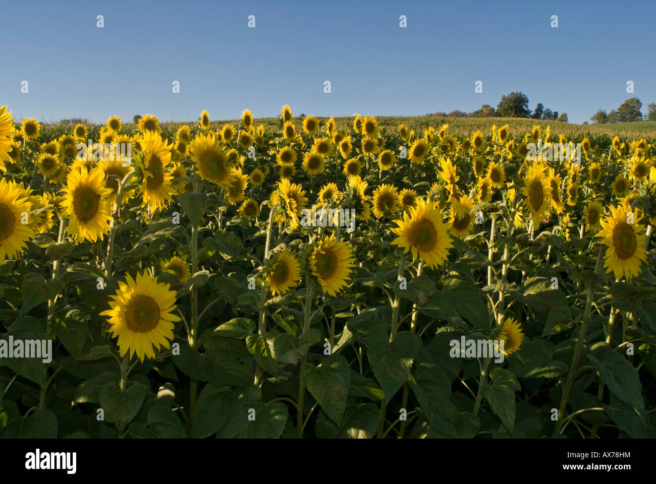 A field of sunflowers is in front of a corn maze at the Kimball Farm in