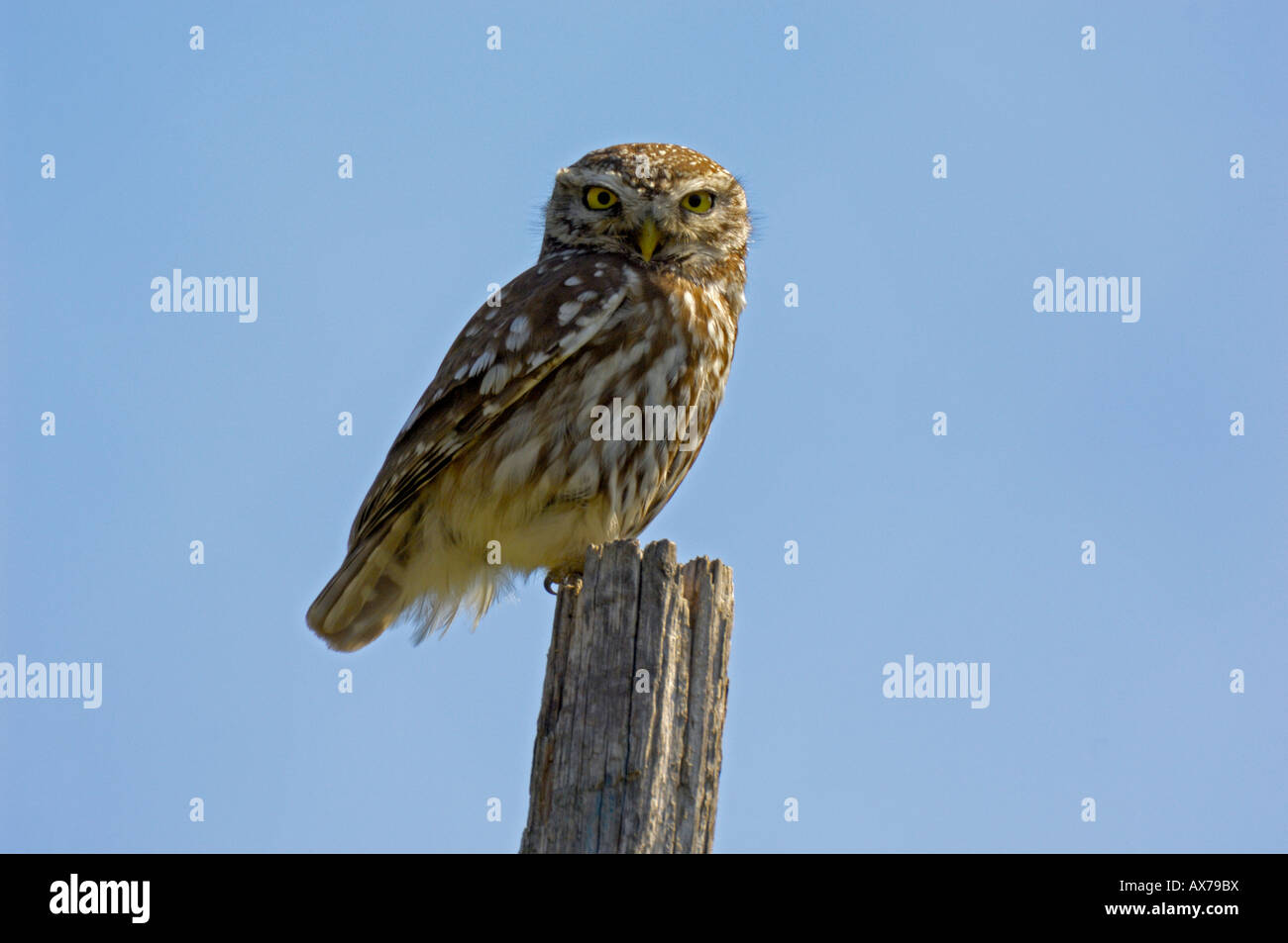 Little Owl (Athene noctua) perched on a post. Stock Photo