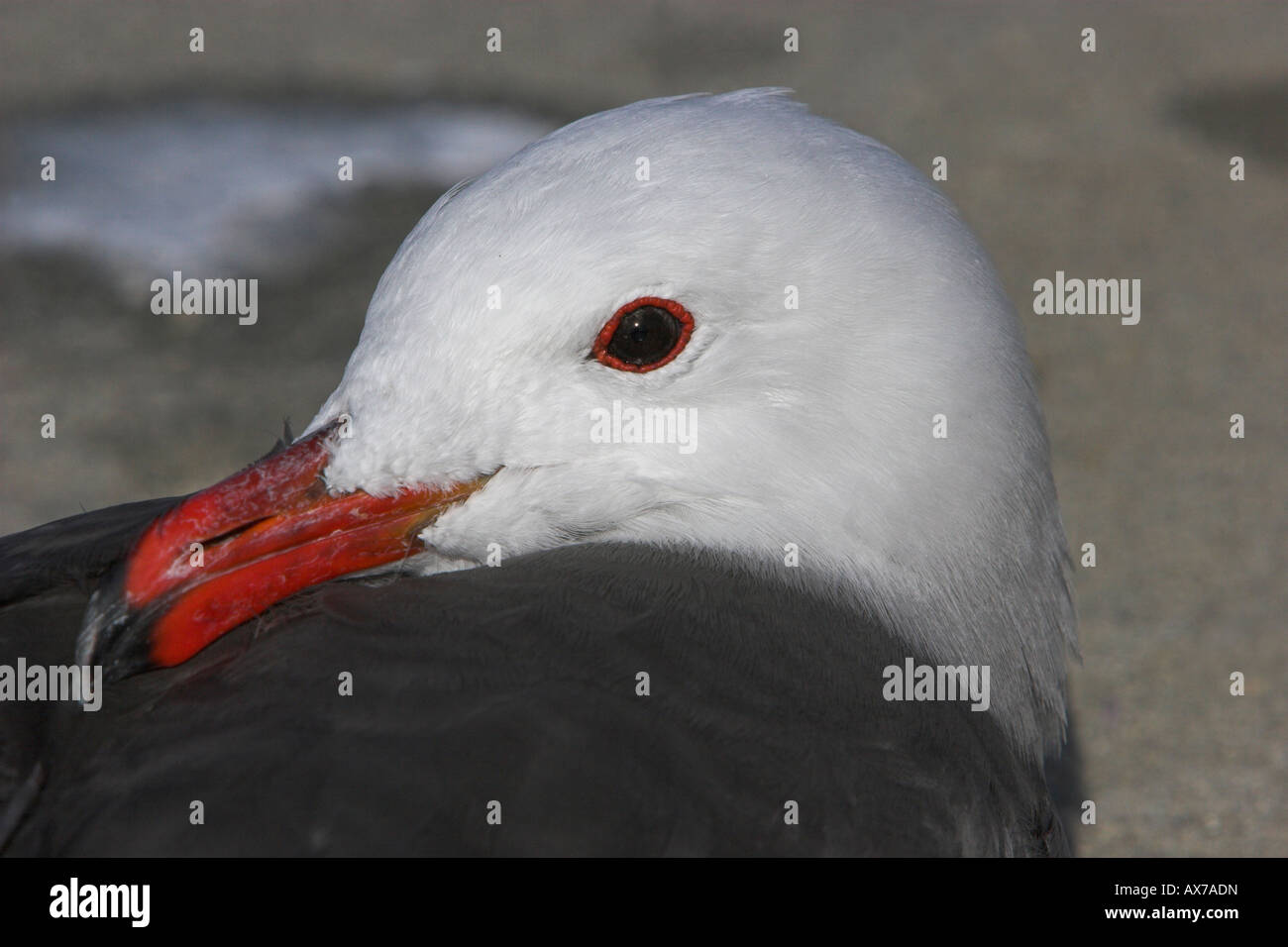 Heermann's Gull Larus heermanni close-up headshot showing red bill and red eye ring on Santa Barbara beach California in January Stock Photo