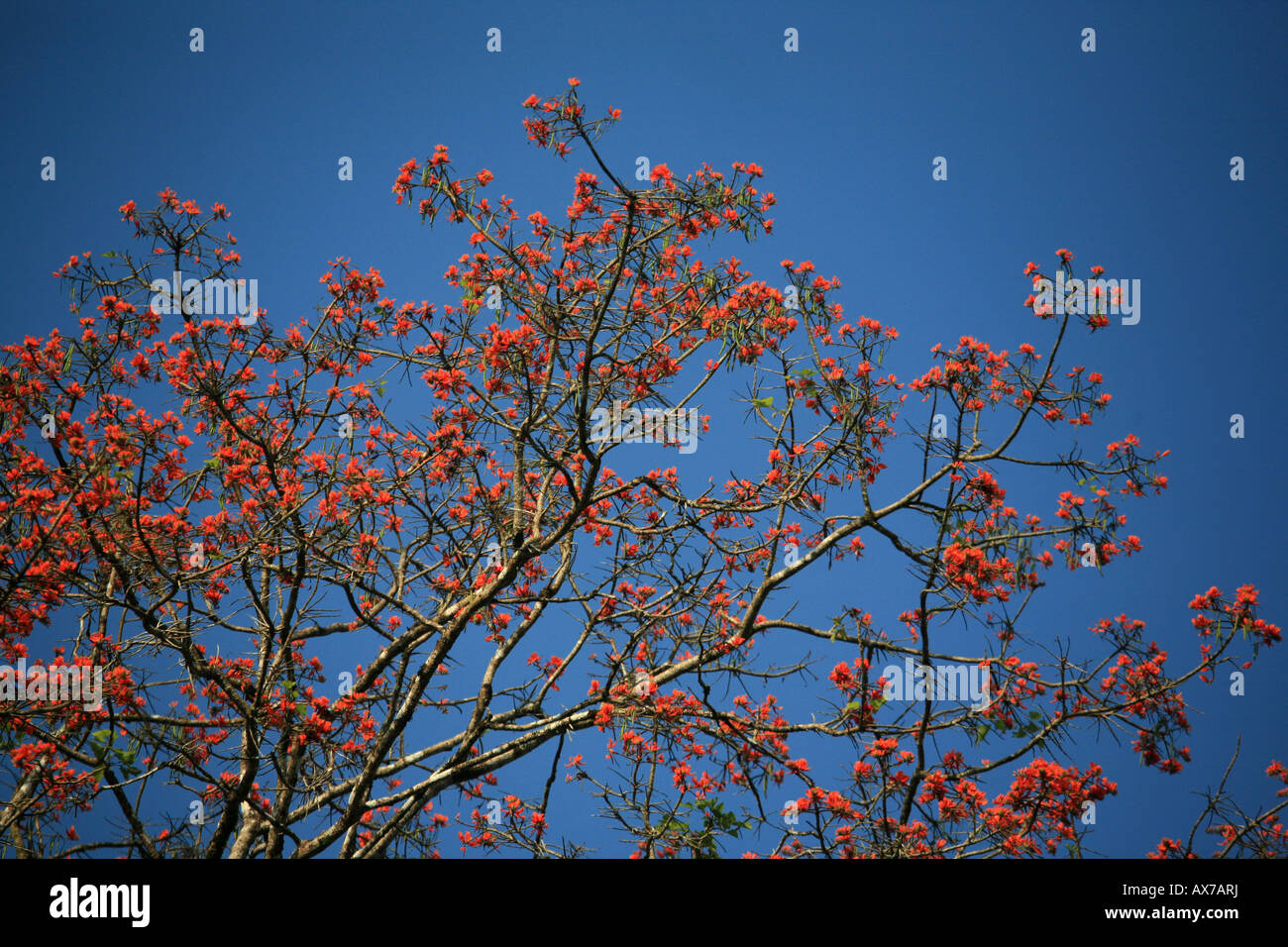 Colorful flowers on tree in the Darien national park Republic of Panama Stock Photo