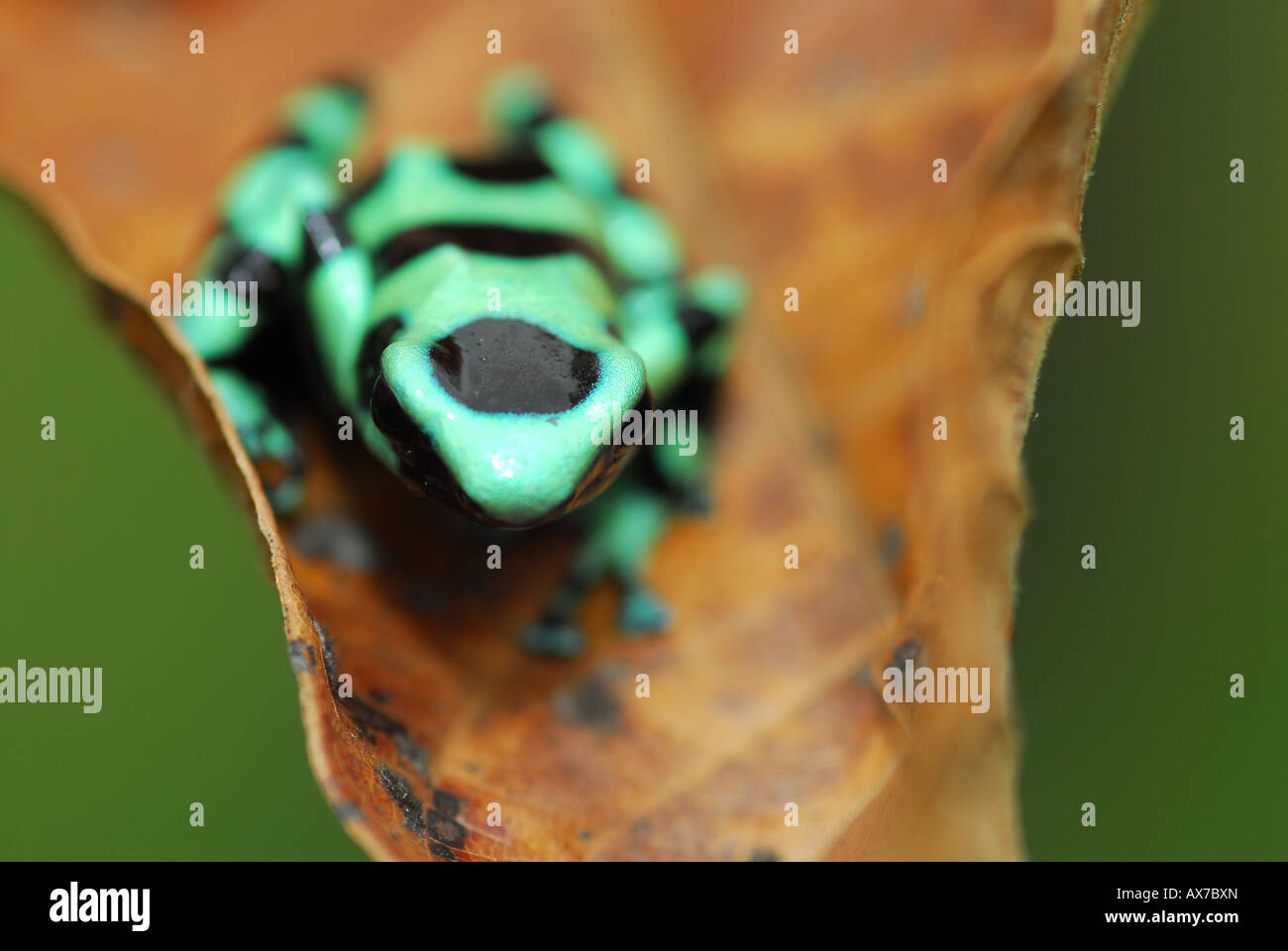 green and black poison dart frog Stock Photo
