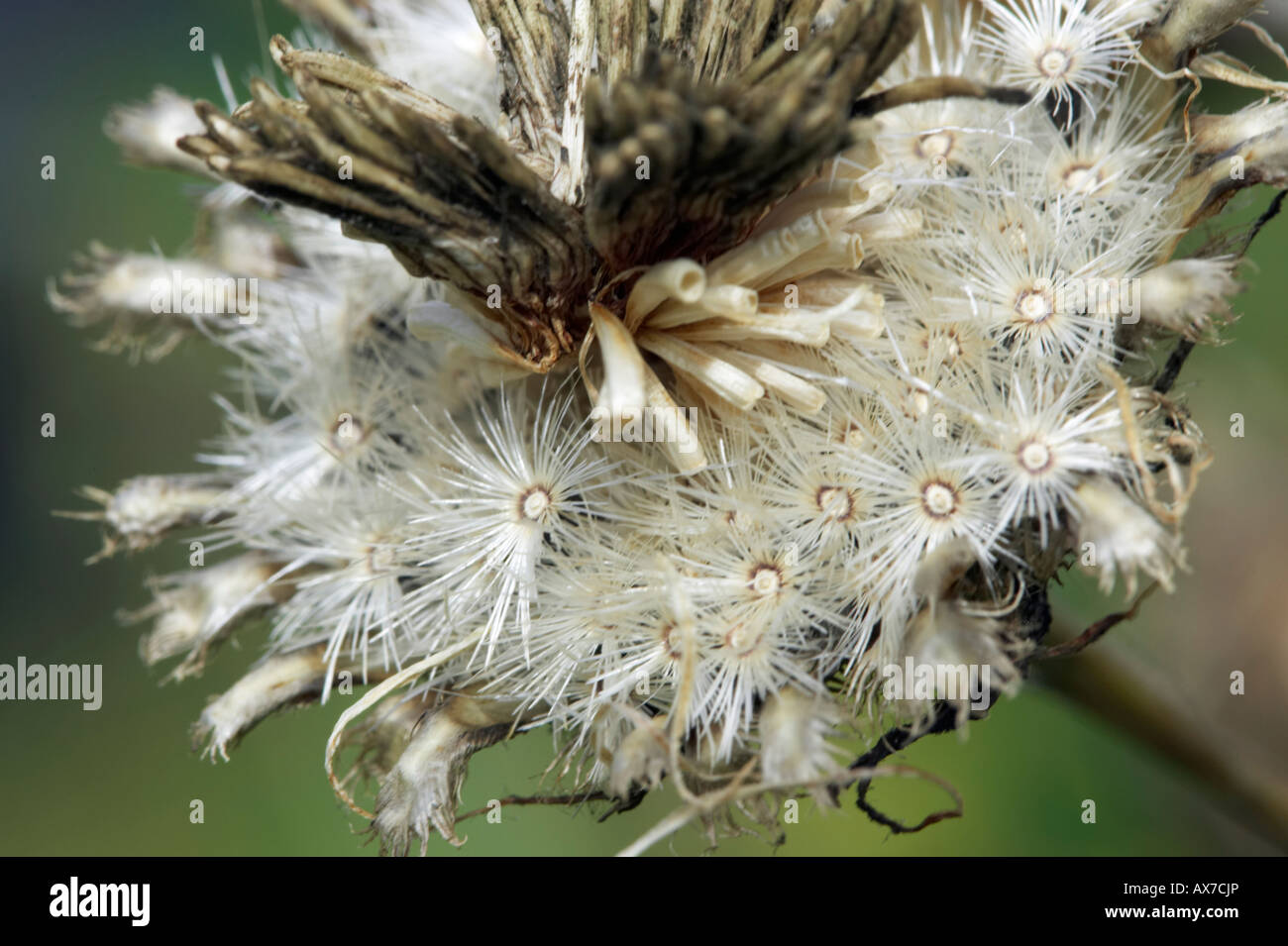 Greater knapweed Centaurea scabiosa seed head Stock Photo