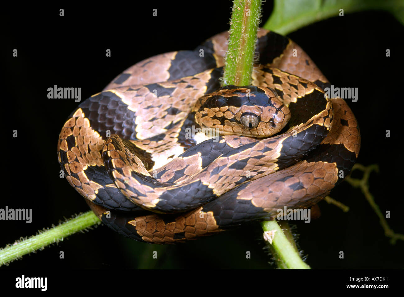 Snail eating snake (Dipsas sp.) from cloudforest in Ecuador Stock Photo