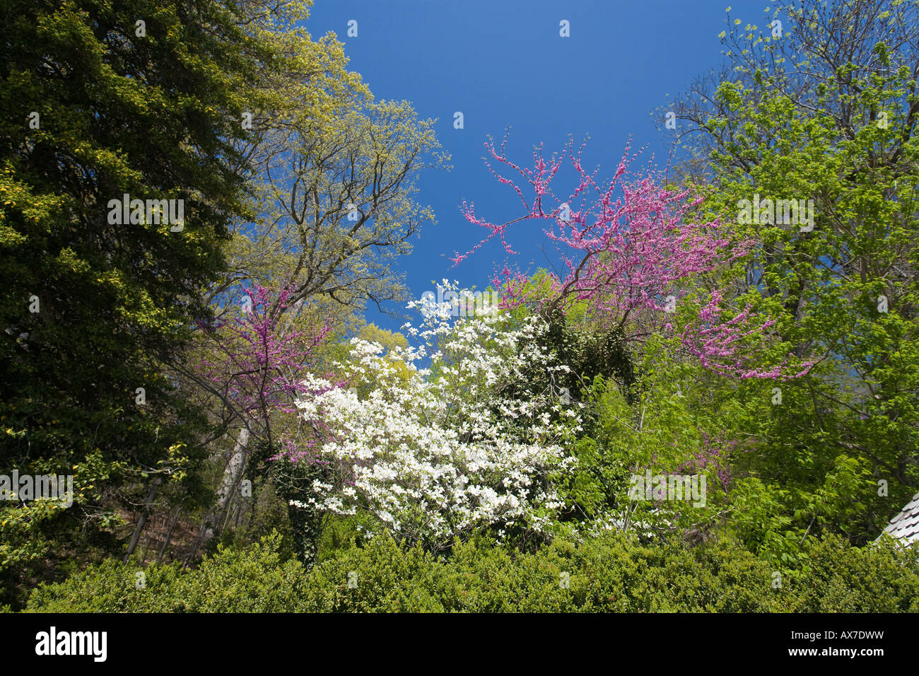 Spring Beauty Eastern Redbud and white Flowering Dogwood flowering trees mixed with fresh spring leaves Stock Photo