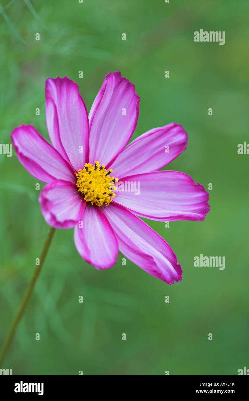 Pink Cosmos flower bloom Stock Photo Alamy