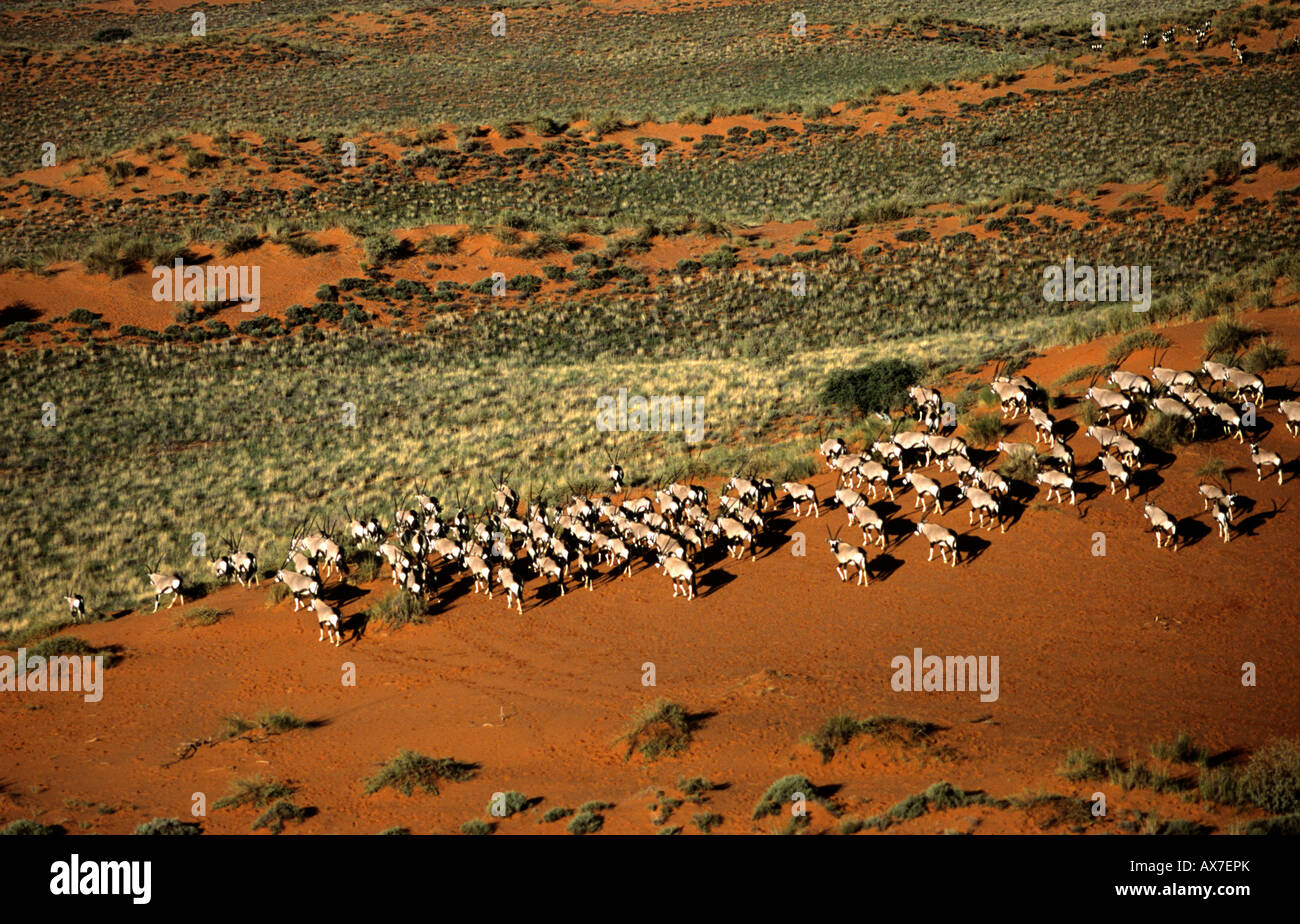 Aerial view of Oryx Gemsbok Oryx gazella Kalahari desert Farm Langvlakte Aroab district Namibia Stock Photo