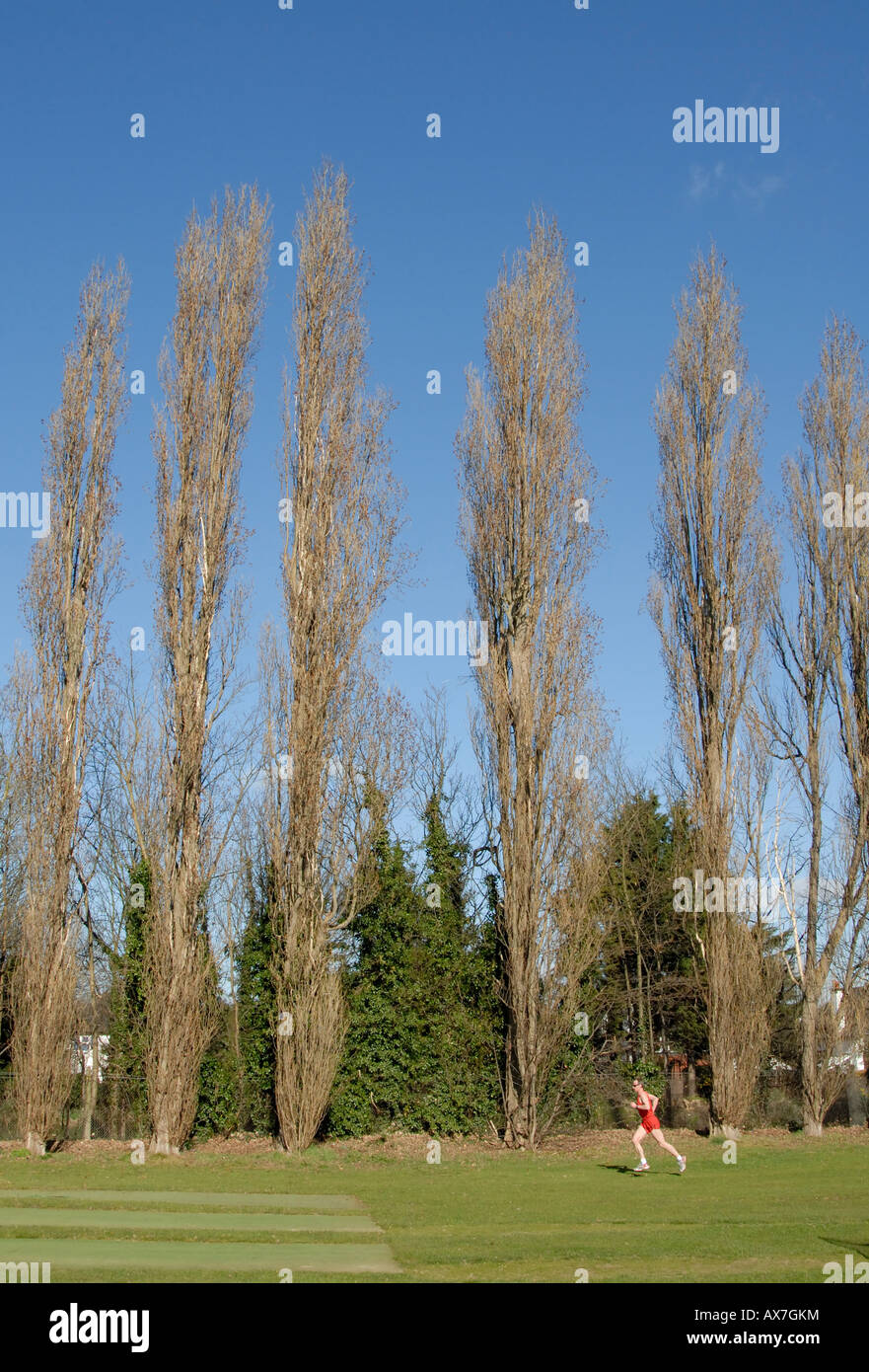 Line of Lombardy Poplar trees against blue sky, with air borne jogger running at edge of sports field below, Cheam, south London Stock Photo