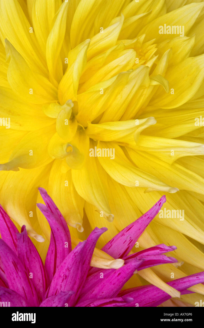 Close up dahlias hi-res stock photography and images - Alamy