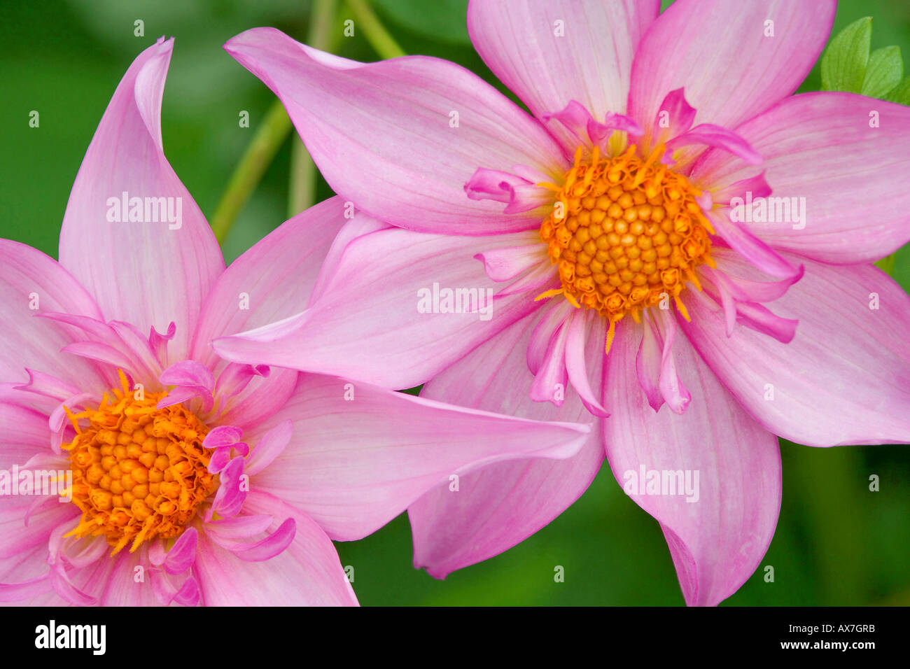 Close up dahlias hi-res stock photography and images - Alamy