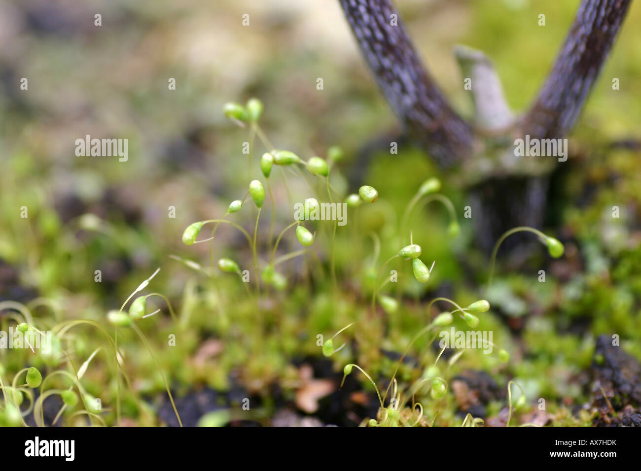 Moss in spore Stock Photo