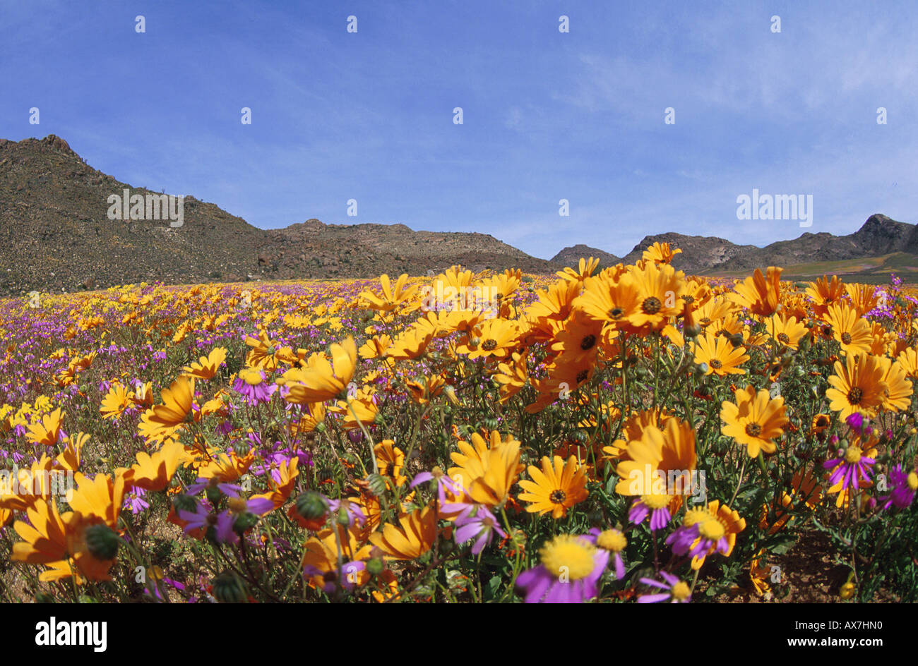 Flower meadow in the sunlight in spring, Namaqualand, South Africa, Africa Stock Photo