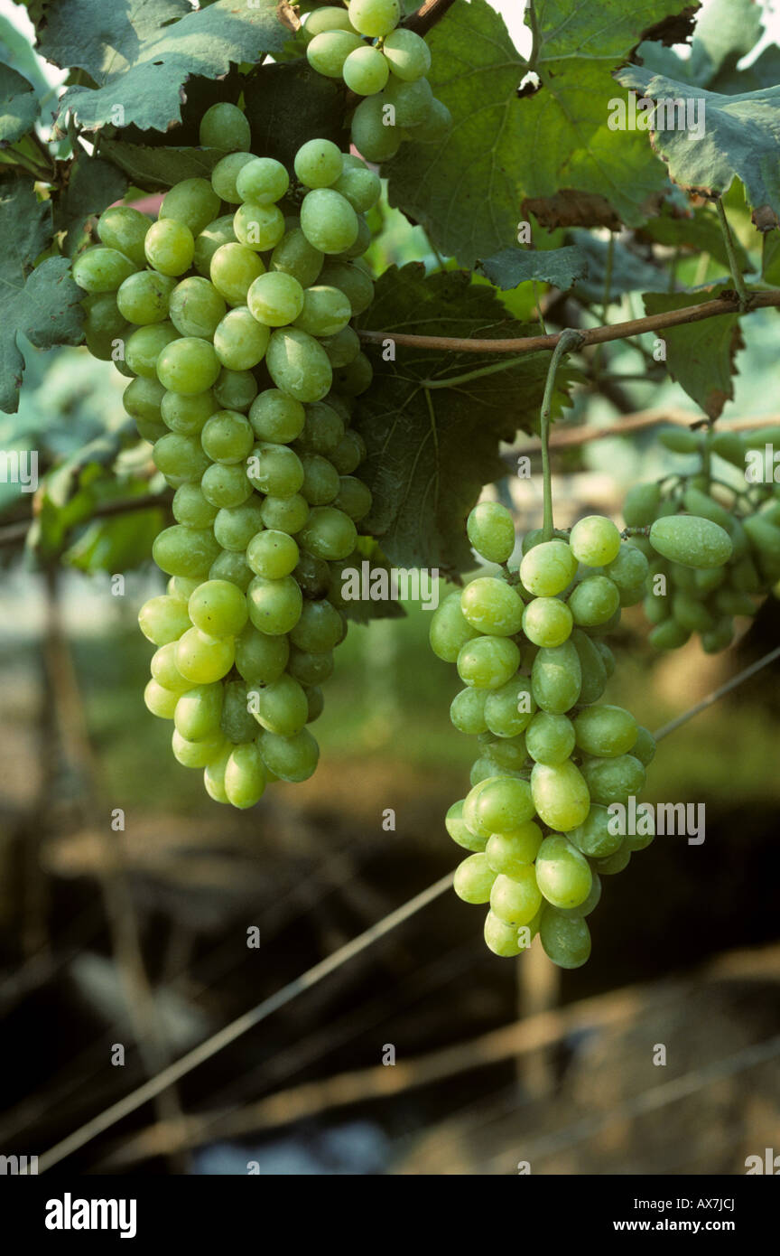 Grape trellis hires stock photography and images Alamy