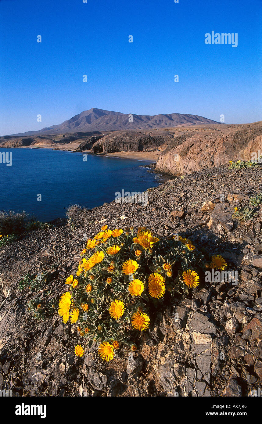 Yellow flowers and coast area in the sunlight, Playa Mujeres, Lanzarote, Canary Islands, Spain, Europe Stock Photo