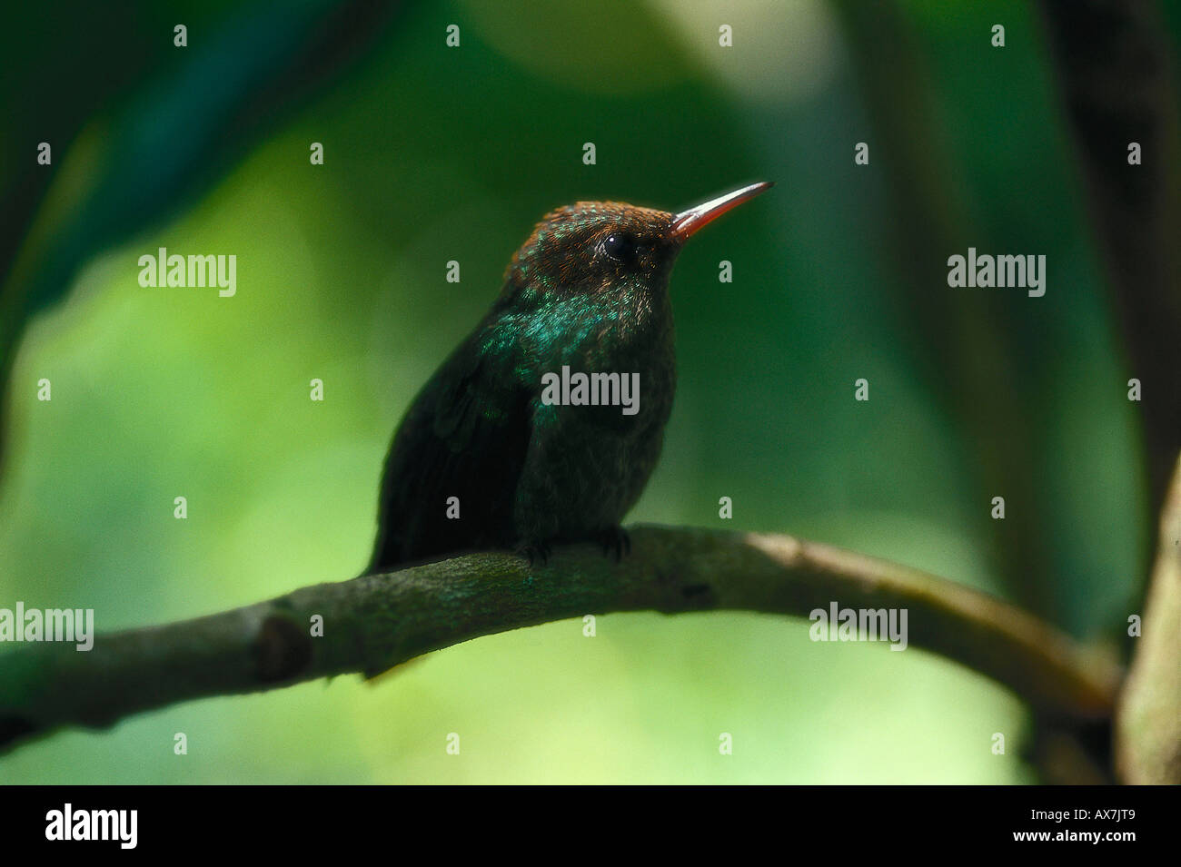 Kolibri, Jamaika, Karibik Stock Photo