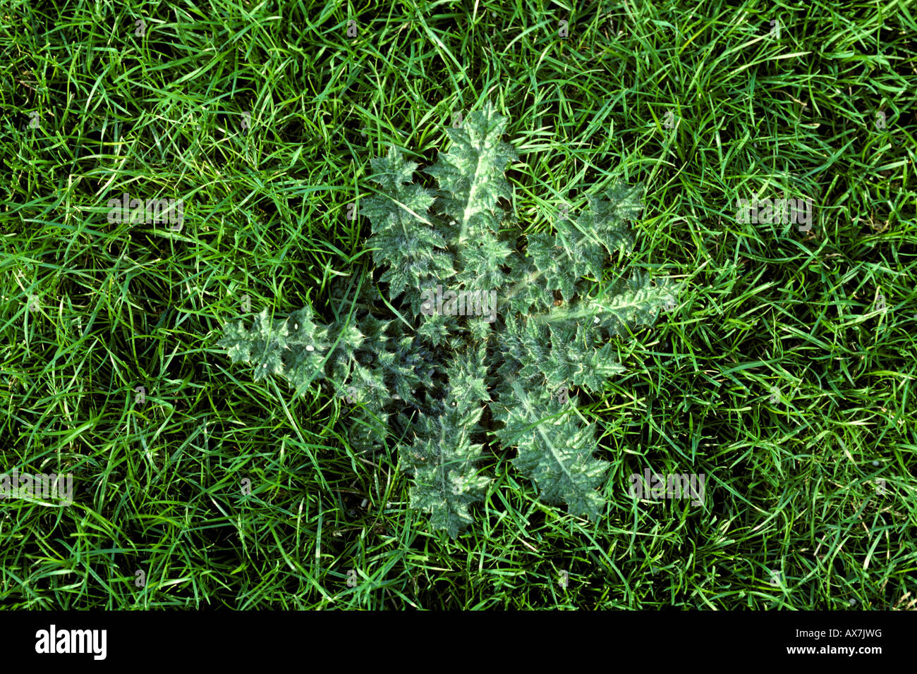 Spear thistle Cirsium vulgare plant rosette in ryegrass ley Stock Photo
