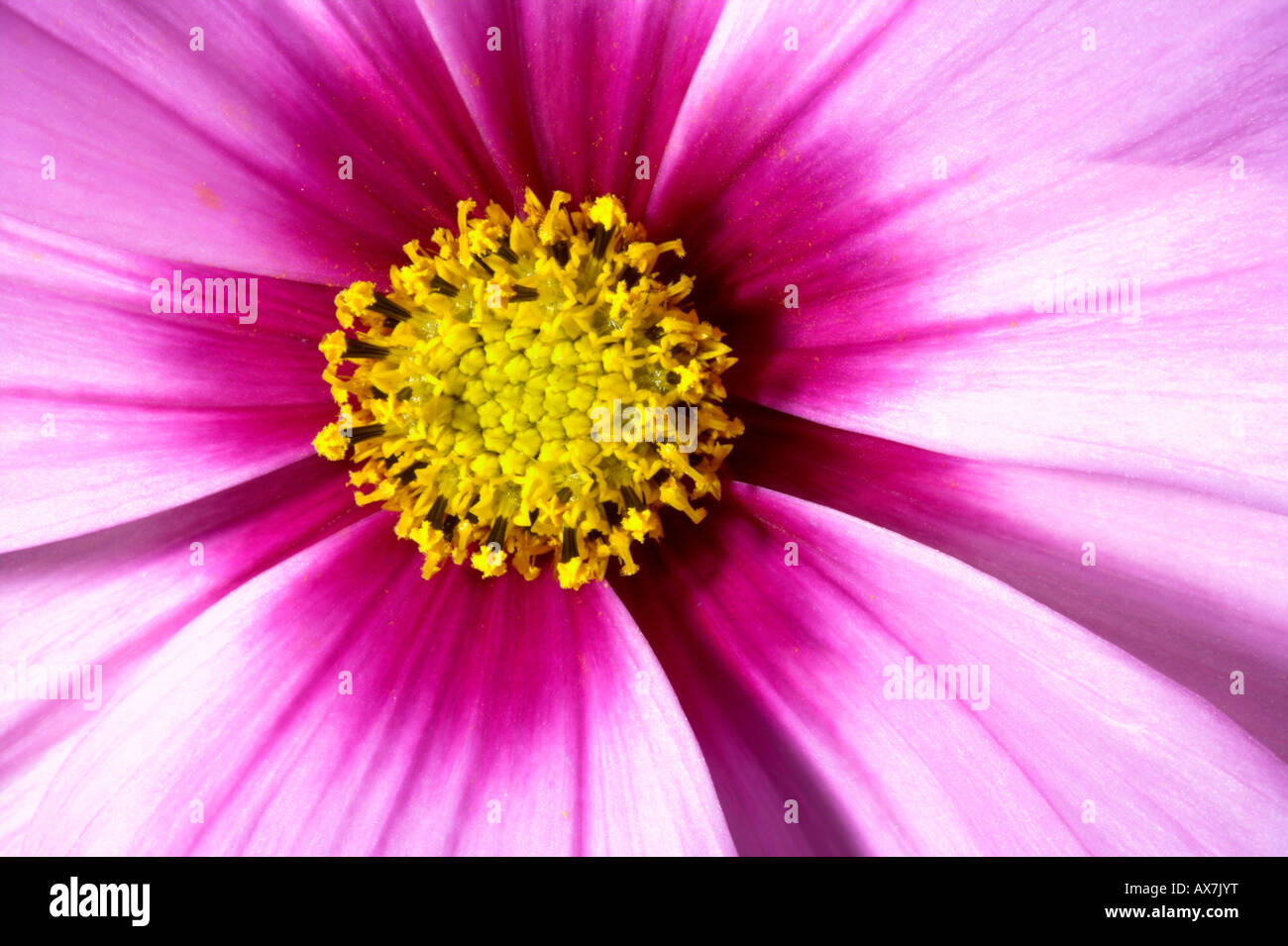Pink Cosmos flower bloom Stock Photo Alamy