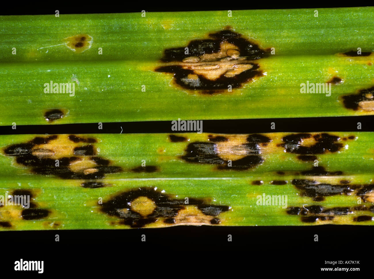 Tar spot Phyllachora graminis lesions on ryegrass leaf Stock Photo