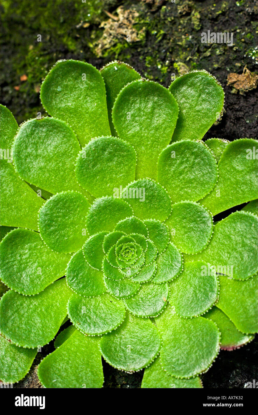 Aeonium Tabuliforme saucer plant succulent Stock Photo