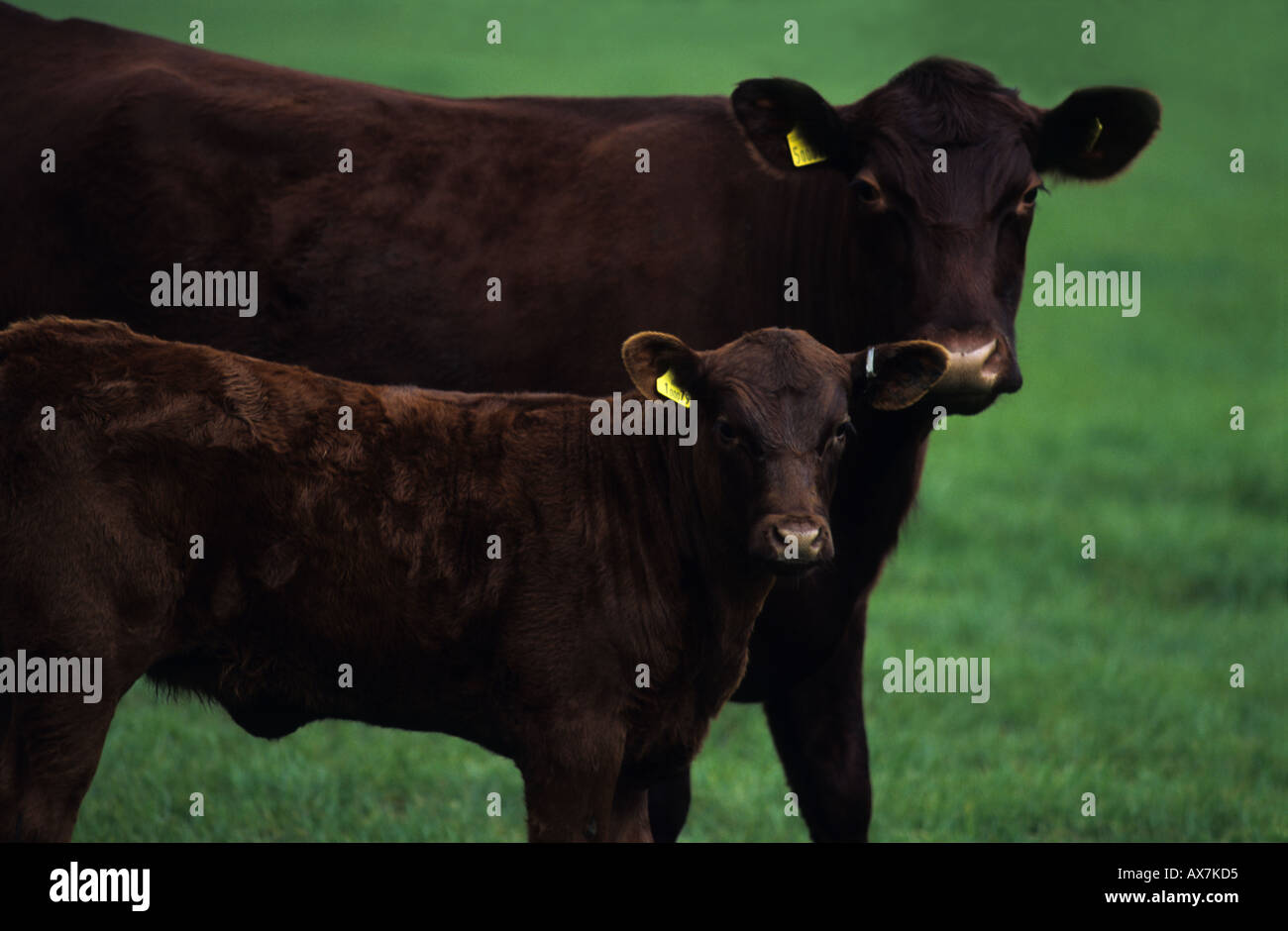 Red Poll cattle on a farm in Suffolk, UK Stock Photo Alamy