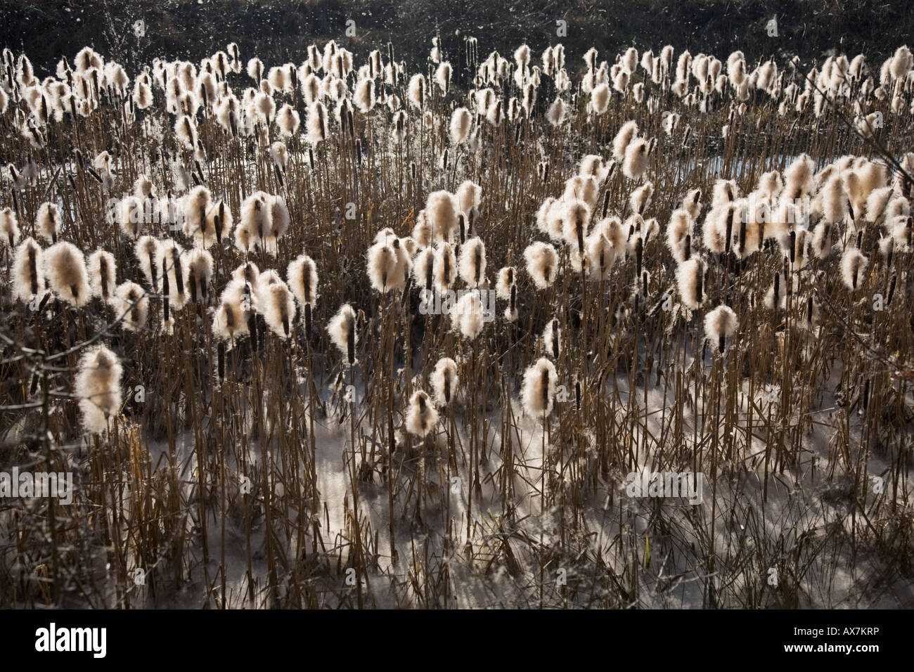 Bull Rushes Seed Exploded Bullrushes in seed at Heaton Mersey nature reserve. Heaton Mersey ...