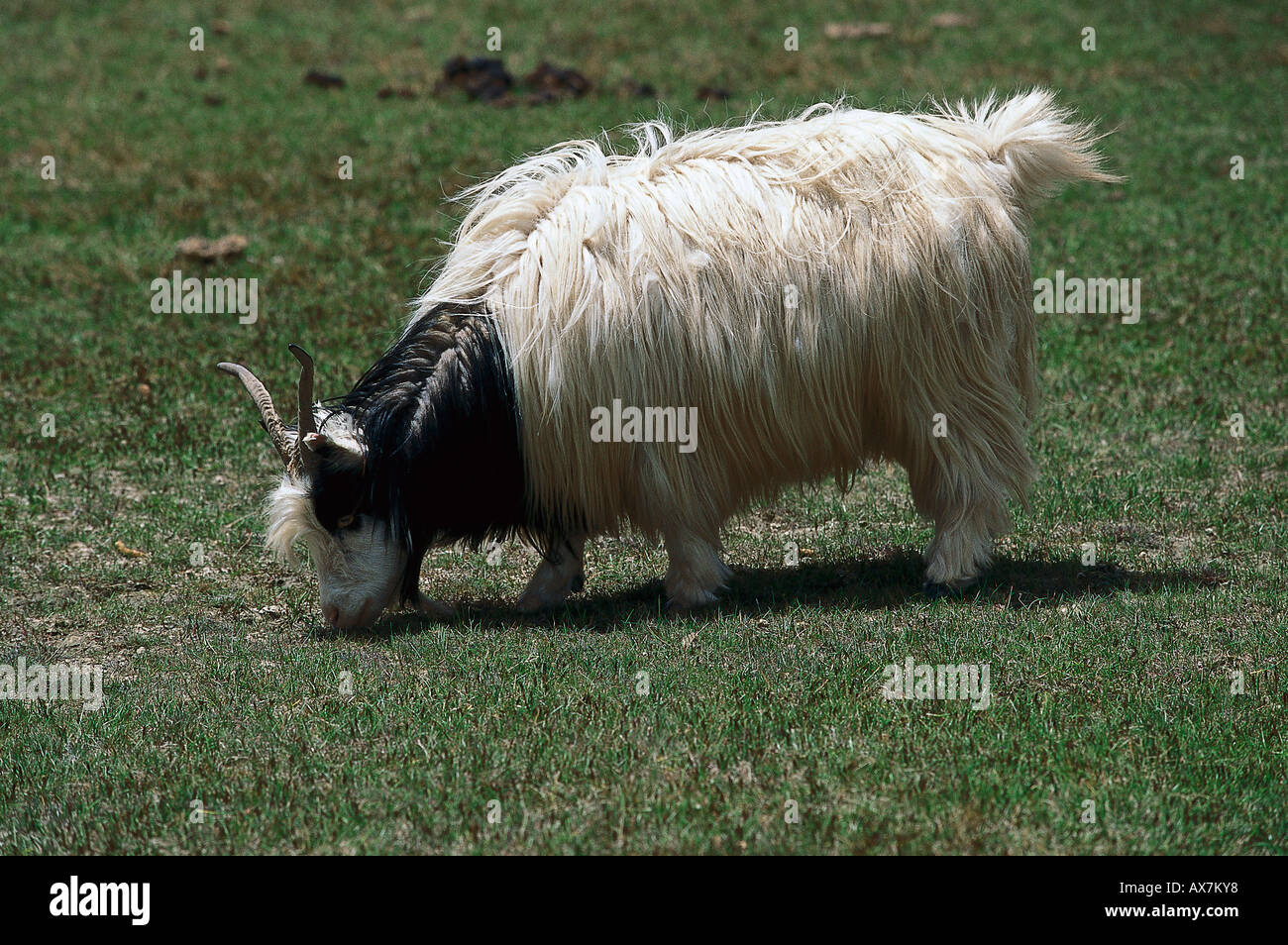 Cashmere Ziege, Qinghai See, Tibetisches Hochland Tibet, China Stock Photo