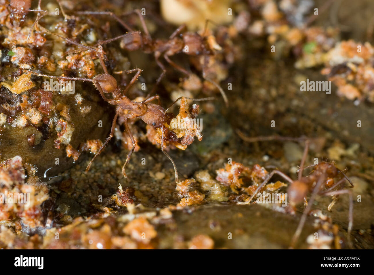 Atta cephalotes leafcutter ant ants formiche tagliafoglie formiche ...