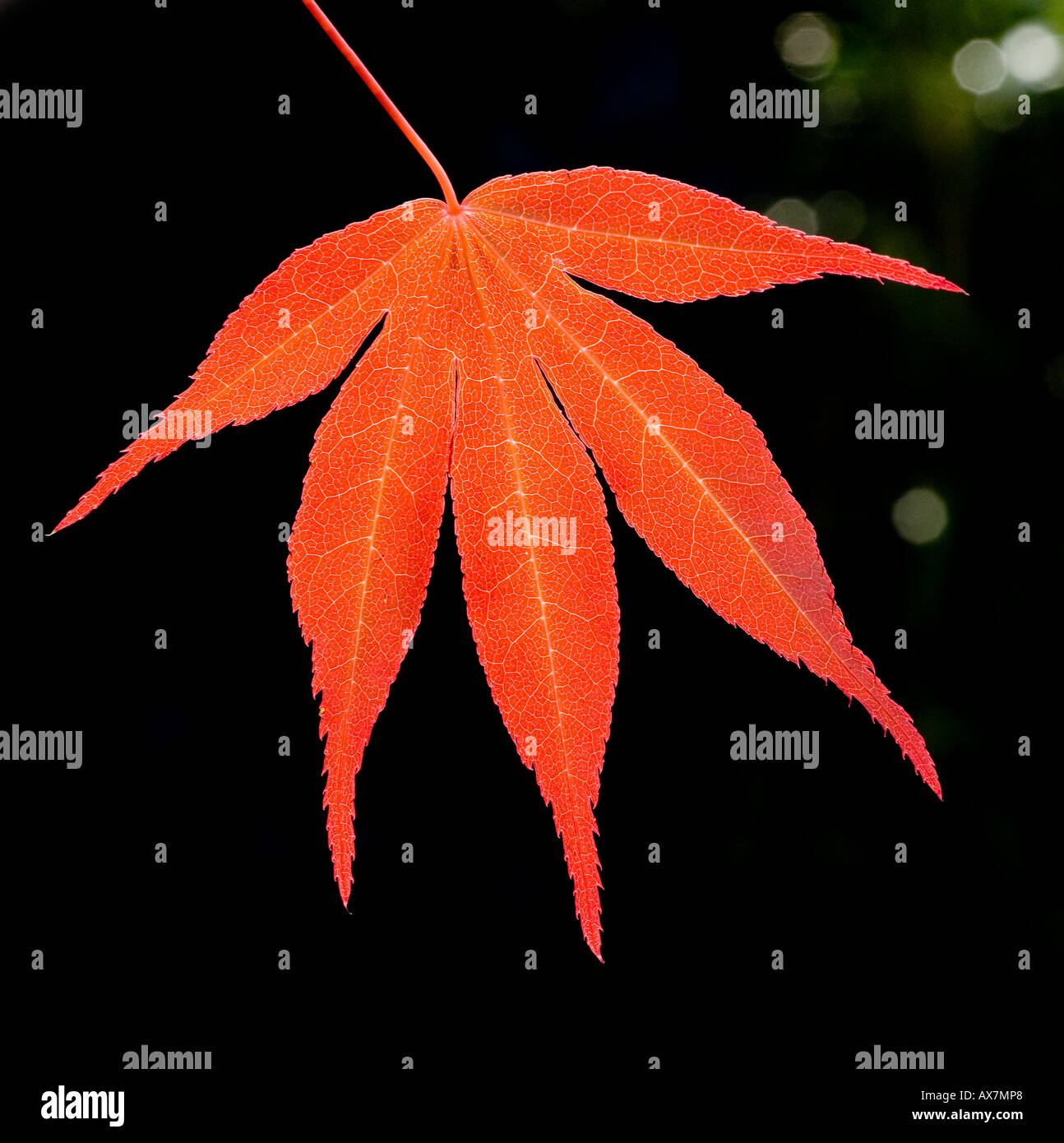 Acer leaf backlit showing vein structure Stock Photo