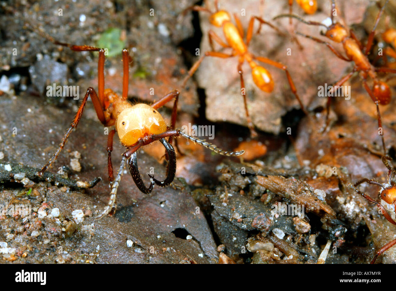 Army ant soldier with big mandibles Stock Photo