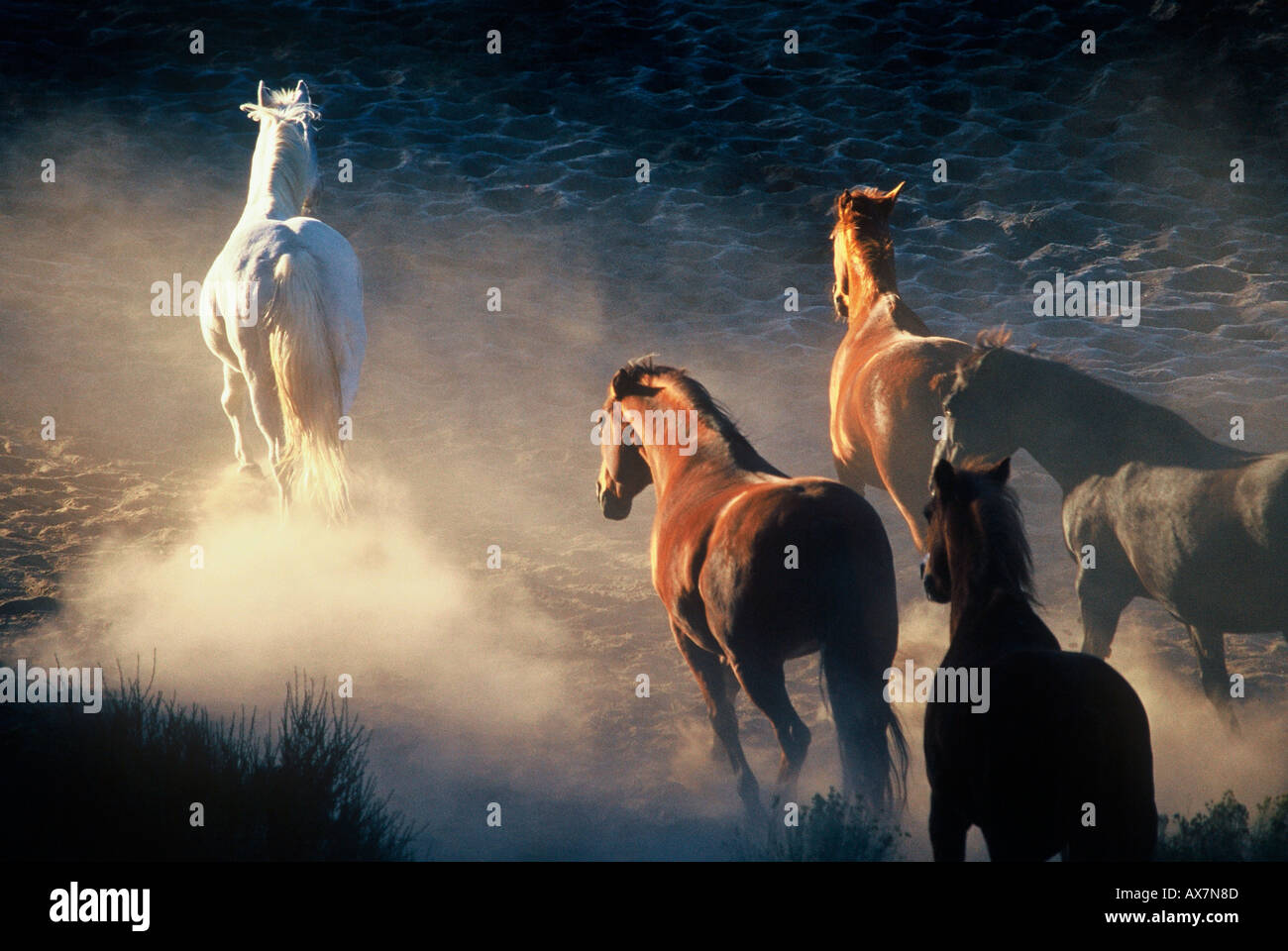 Five horses running away into the sunlight and dust in Oregon Stock