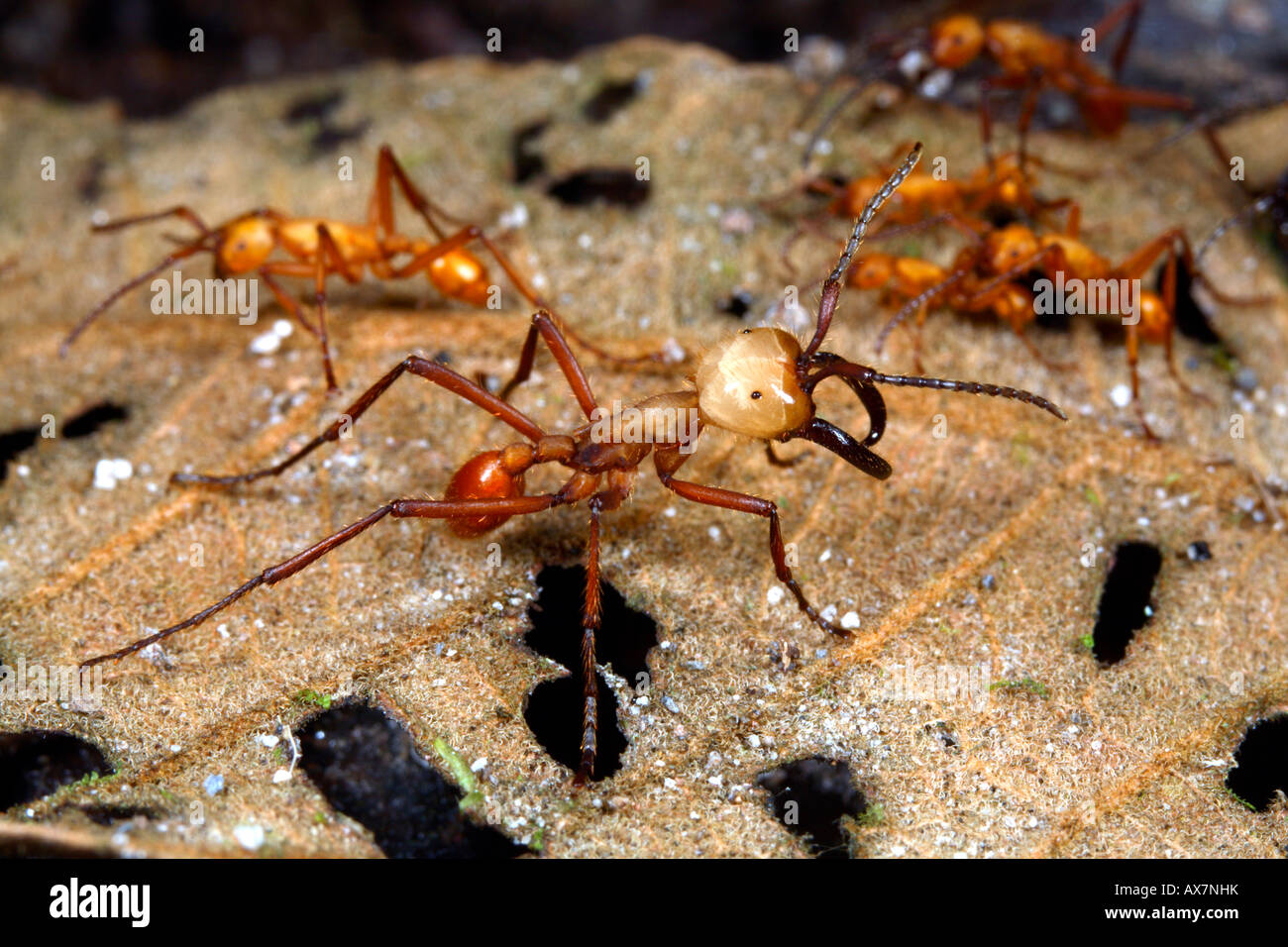 Army ant soldier with big mandibles Stock Photo