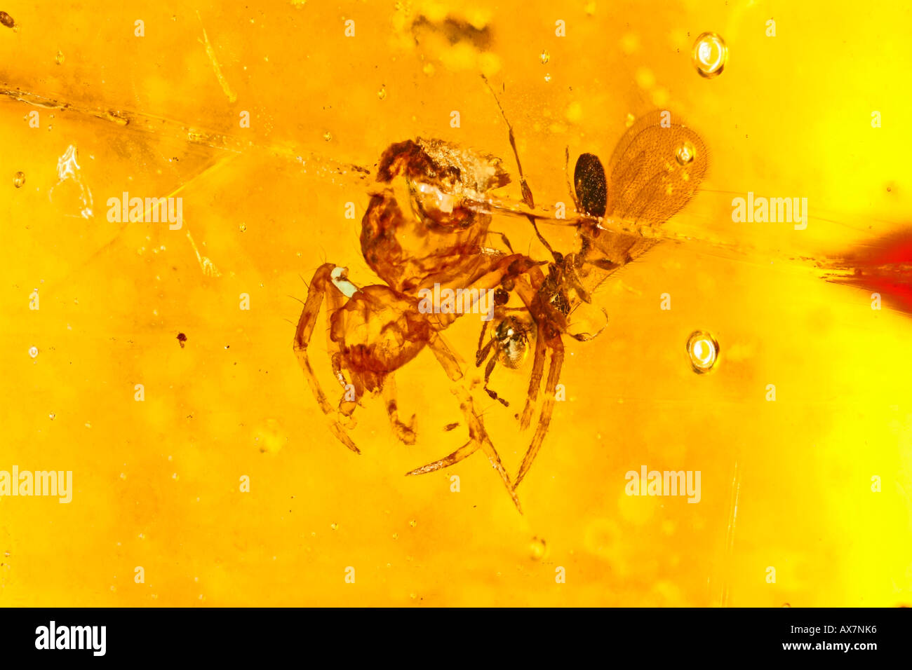fossilised fly and spider in amber Stock Photo