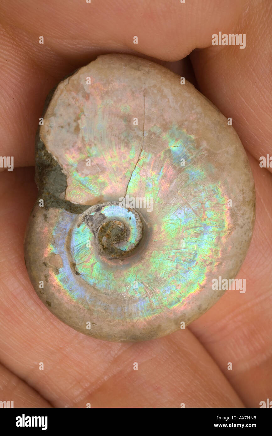 fossilised ammonite with Iridescent surface Stock Photo