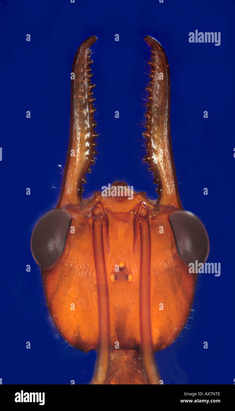 Bulldog ant jaws detail, Myrmecia pyriformis,  Queensland Australia, blue background Stock Photo