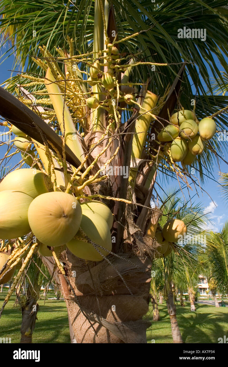 Coconuts on a palm tree in Cancun Stock Photo Alamy
