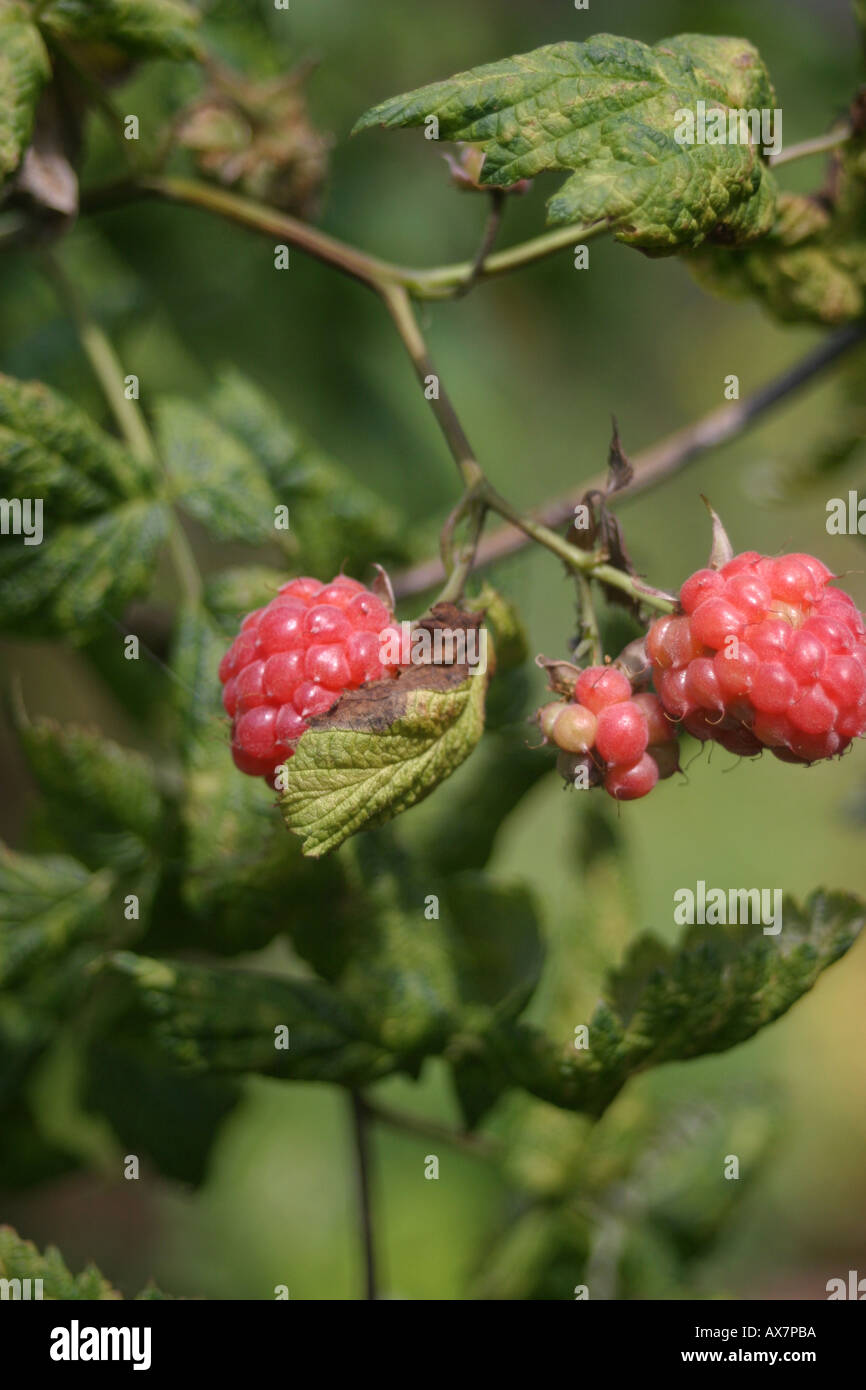 Organically grown Raspberry Rubus idaeus Red slightly acidic desert fruit grown as a bush Stock