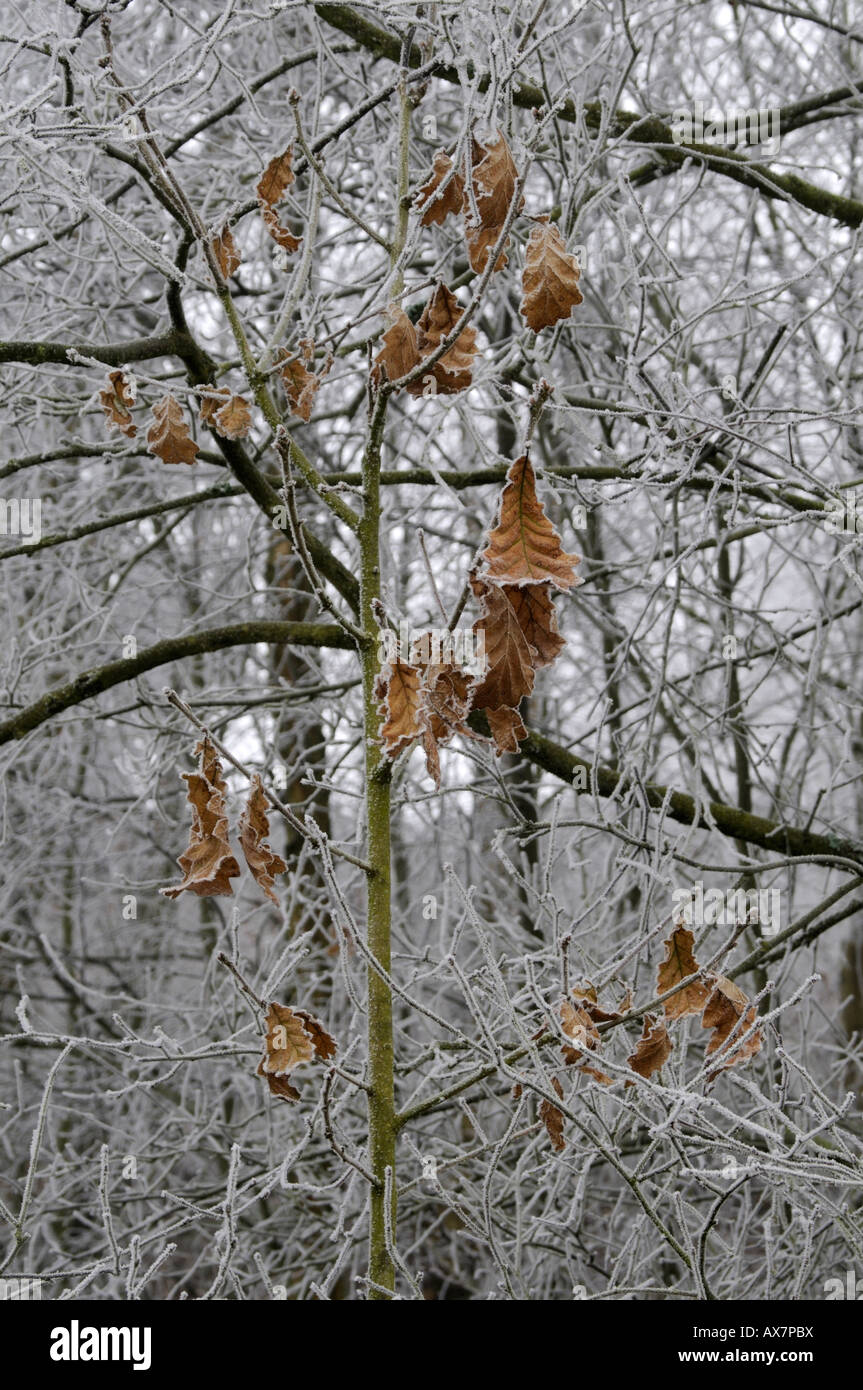 Oak Leaves Stock Photo