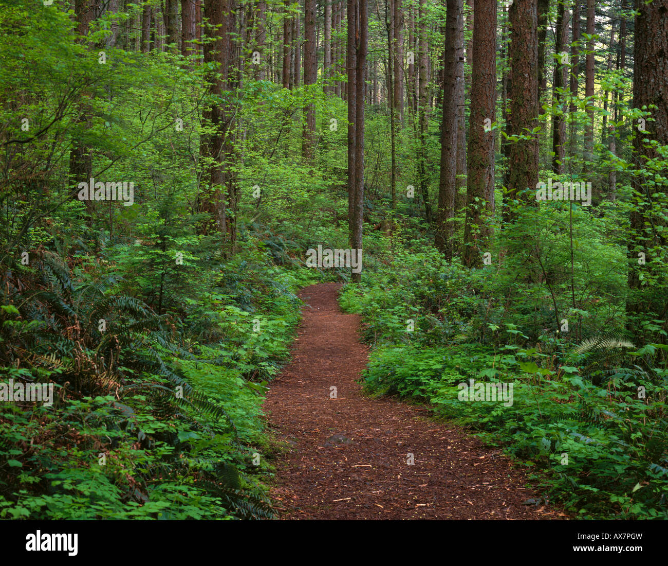 John B Yeon State Park Hi-res Stock Photography And Images - Alamy