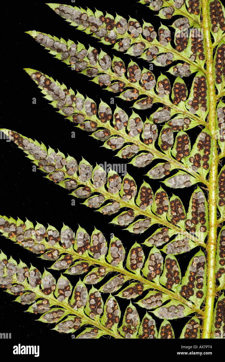 fern sporangia close up on the rear of fern frond Stock Photo