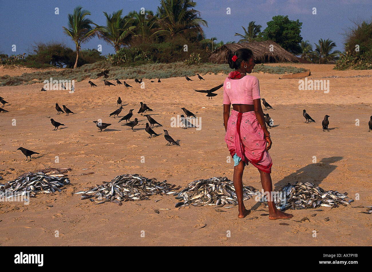 Fische sortieren, Baga Beach Goa, Indien Stock Photo