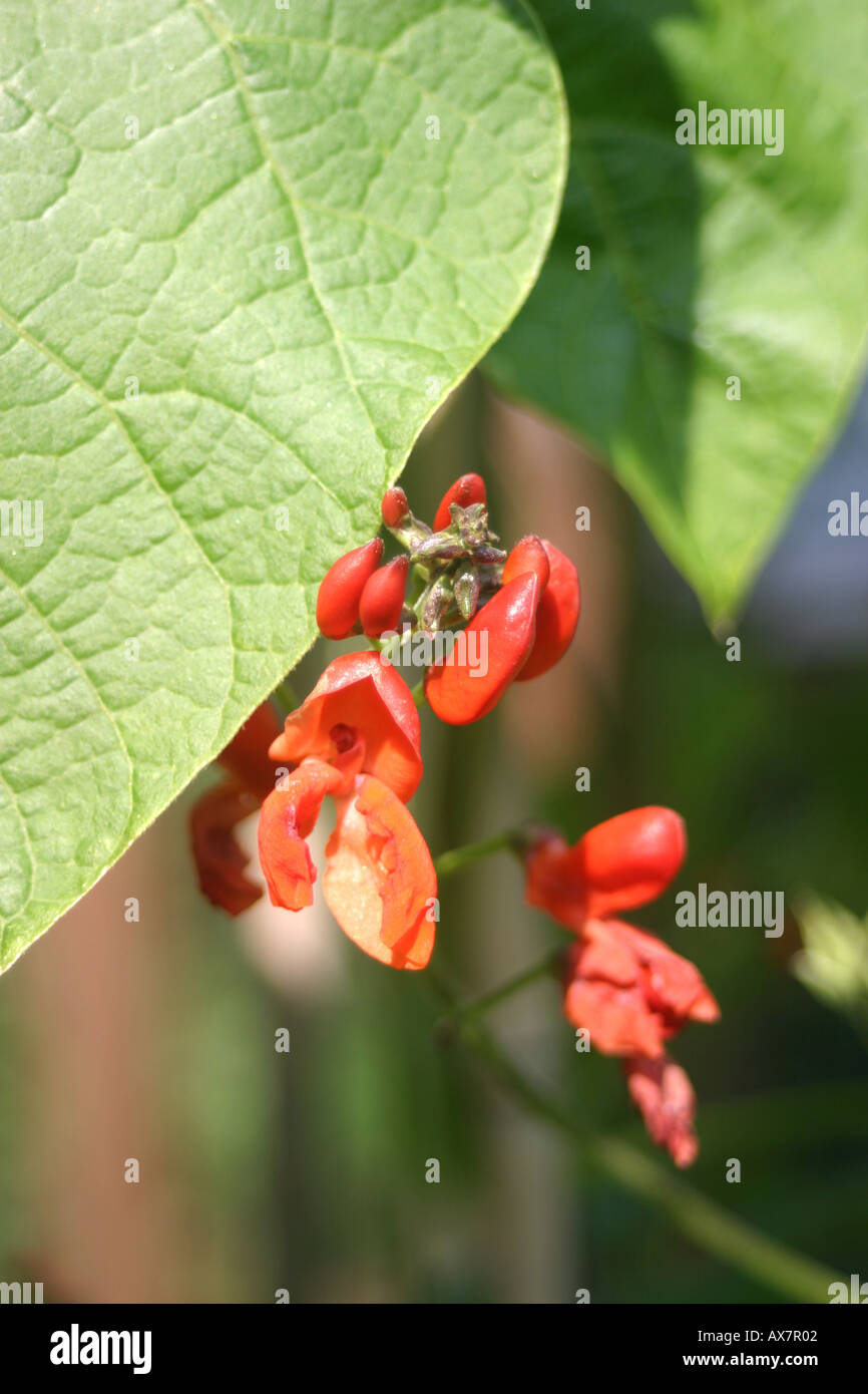 Runner bean Phaseolus coccineus organically grown half hardy perennial
