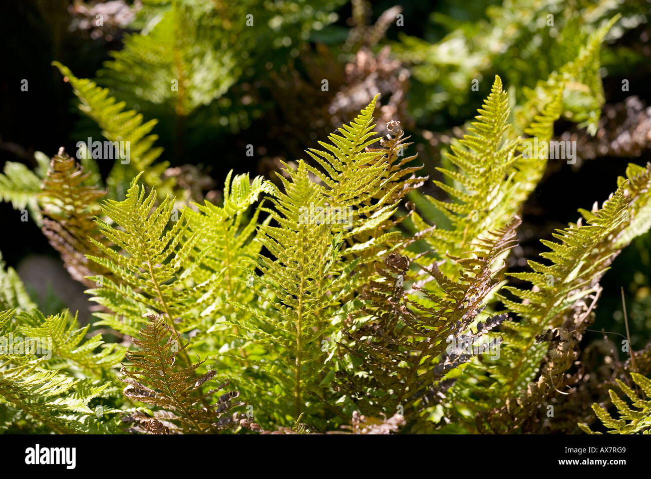 backlit fern fronds, late summer Stock Photo