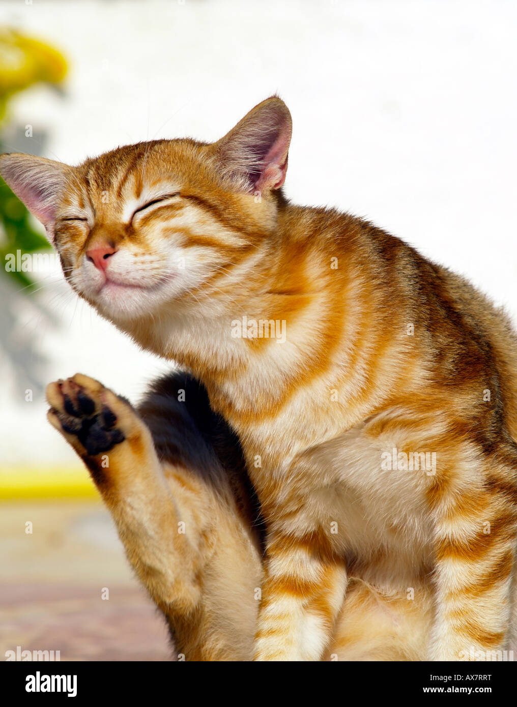 young cat scratching its ear Stock Photo Alamy