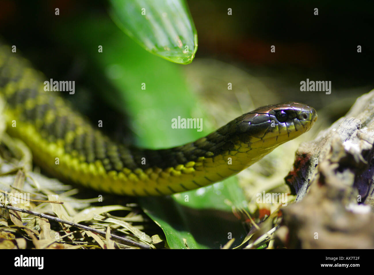 An Australian Tiger snake Stock Photo - Alamy