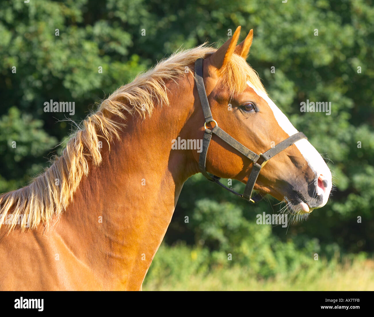 chestnut warmblood colt 2 yrs old Stock Photo - Alamy