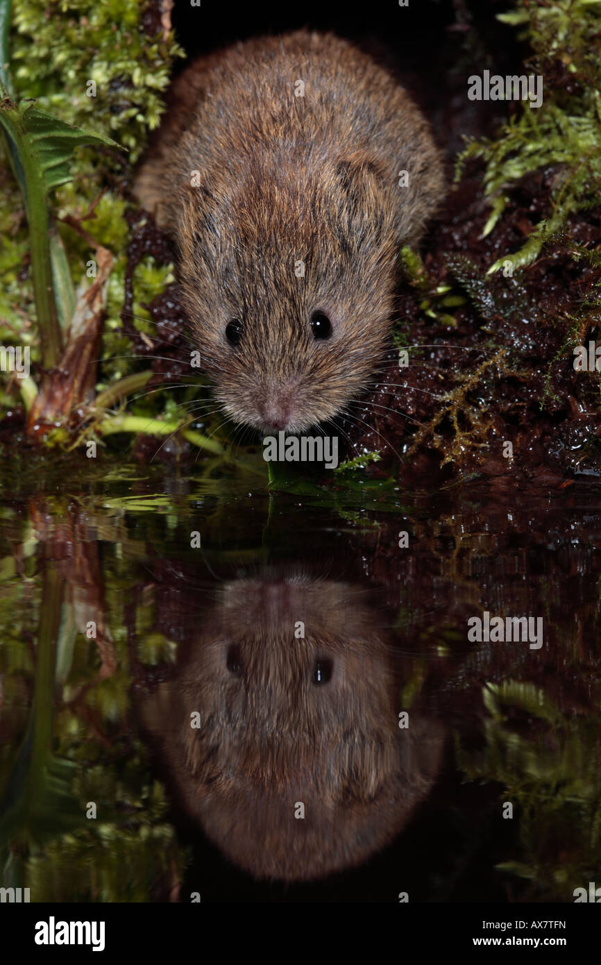 Field Vole or Short Tailed Vole Microtus agrestis by water with