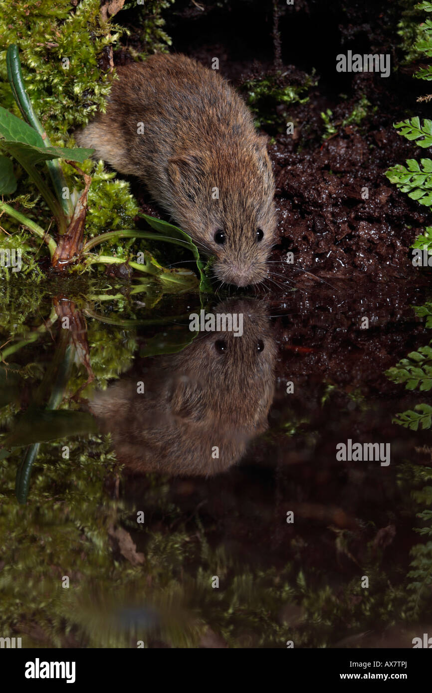 Field Vole or Short Tailed Vole Microtus agrestis by water with