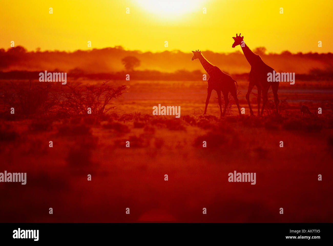 Two giraffes silhouette hi-res stock photography and images - Alamy
