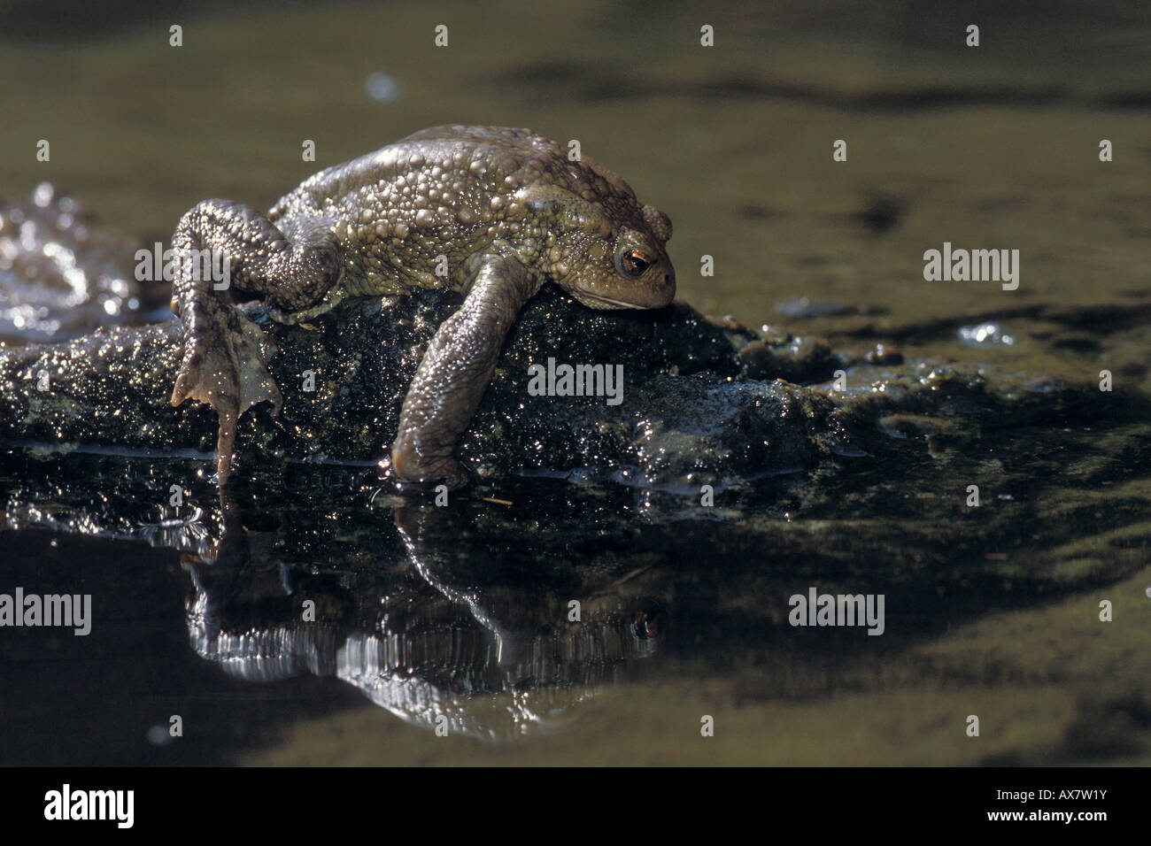 common toad mating root coupling anfibian water pond bog fen lake rospo comune accoppiamento radice anfibi anuri acqua stagno pa Stock Photo