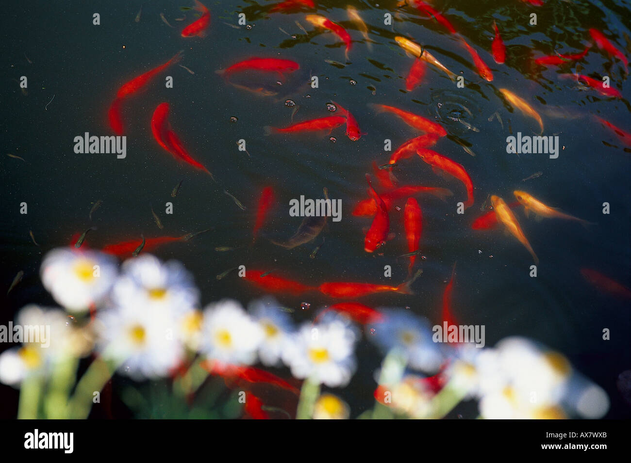 Teich mit Goldfischen, Finca-Hotel de Reis, Soller Mallorca, Spanien Stock Photo