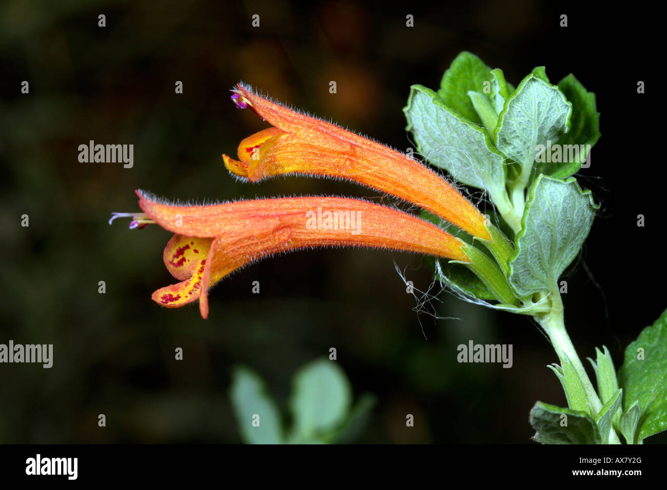 Clinopodium tomentosum, family Lamiaceae. This plant is endemic to Ecuador Stock Photo